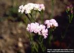 Photo: Limonium sinuatum 1.