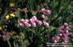 Photo: Limonium sinuatum 5.