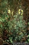 Photo: Linaria vulgaris 5.