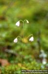 Photo: Linnaea borealis 3.