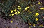 Photo: Linum dolomiticum.