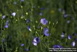 Photo: Linum usitatissimum 1.