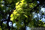 Photo: Liquidambar formosana.