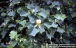 Photo: Liriodendron tulipifera.