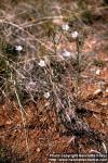 Photo: Linum pratense.