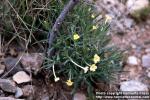 Photo: Lithospermum incisum.