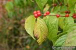 Photo: Lonicera maackii.