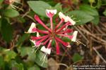 Photo: Lonicera periclymenum.