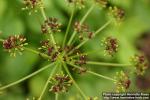 Photo: Lomatium dissectum 2.