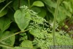 Photo: Lomatium dissectum 3.