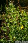 Photo: Lotus corniculatus 3.