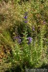 Photo: Lobelia sessilifolia.