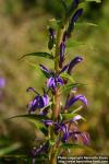 Photo: Lobelia sessilifolia 1.