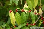 Photo: Lonicera maackii 2.