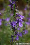 Photo: Lobelia sessilifolia 3.