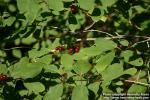 Photo: Lonicera xylosteum 5.