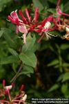 Photo: Lonicera periclymenum 4.