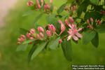 Photo: Lonicera tatarica 14.