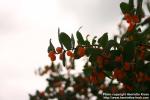 Photo: Lonicera tatarica 17.