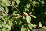 Photo: Lonicera xylosteum 09.