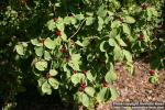 Photo: Lonicera xylosteum 13.