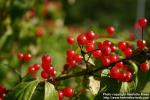 Photo: Lonicera chrysantha 1.