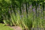 Photo: Lobelia sessilifolia 5.