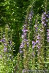 Photo: Lobelia sessilifolia 7.