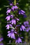 Photo: Lobelia sessilifolia 8.