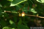 Photo: Lonicera involucrata 6.