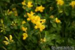 Photo: Lotus corniculatus 13.