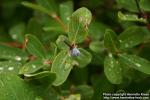 Photo: Lonicera caerulea 4.