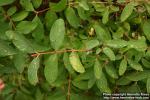 Photo: Lonicera caerulea 5.