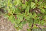 Photo: Lopezia racemosa 2.