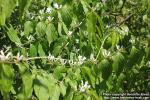 Photo: Lonicera maackii 10.