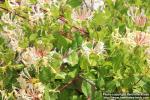 Photo: Lonicera caprifolium 4.