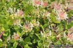 Photo: Lonicera caprifolium 5.