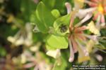 Photo: Lonicera caprifolium 6.