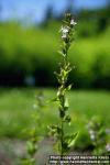 Photo: Lobelia inflata.