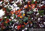 Photo: Lonicera brownii 1.