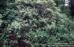 Photo: Lonicera tatarica 3.