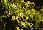 Photo: Loropetalum chinense 2.