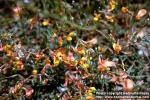 Photo: Lotus corniculatus 1.