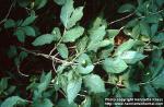 Photo: Lonicera alpigena.