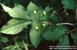 Photo: Lonicera alpigena 1.