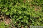 Photo: Lupinus polyphyllos 5.