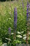 Photo: Lupinus polyphyllos 8.