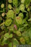 Photo: Lunaria annua 6.