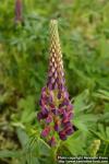 Photo: Lupinus x regalis 0.