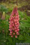 Photo: Lupinus x regalis 1.